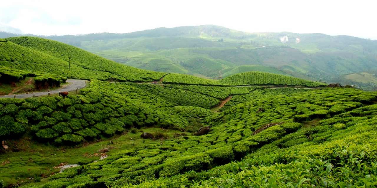 munnar-kerala-tourism-entry-fee-timings-holidays-reviews-header